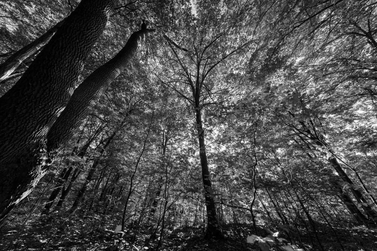 Bosque, imagen de la cultura como red viva